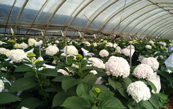 光穩(wěn)定劑：塑料材料的守護神，北京天罡助劑有限公司的科技擔當