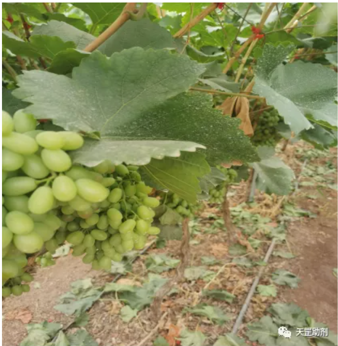 天罡耐農藥光穩定劑為唯一滿足要求助劑配方，達到國際領先水平