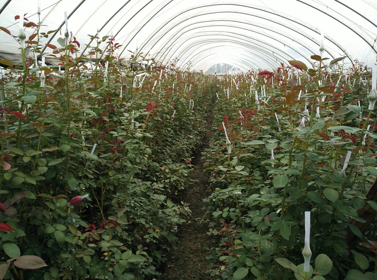 光穩定劑在汽車塑料件中的關鍵作用：天罡508與778的卓越表現